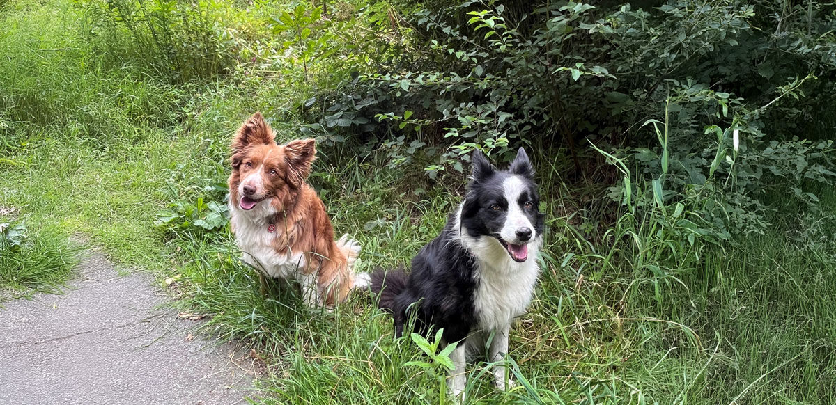 Craig Smith dogs. Conker and Bramble.