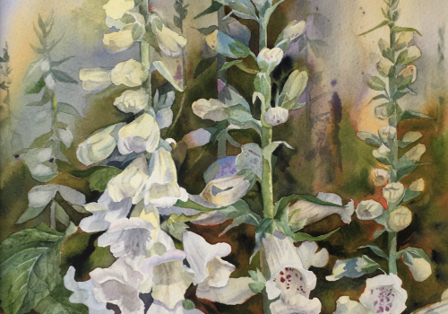 White Foxgloves