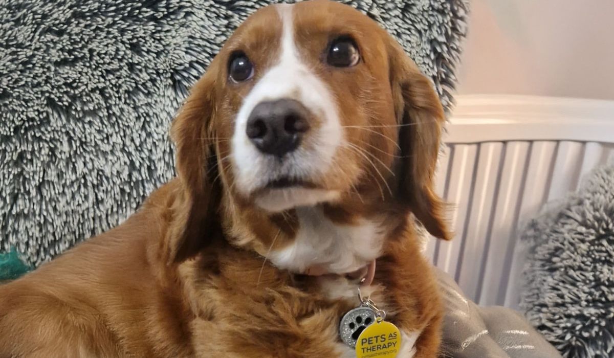 New Therapy Dog, Susie, Makes First Visit to IPU